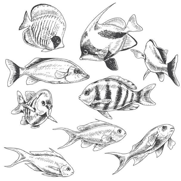 Reef Fishes Set - Vetor, Imagem