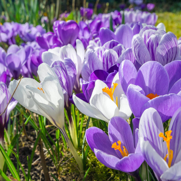 primavera está chegando - flores encantadoras na luz do sol
 - Foto, Imagem