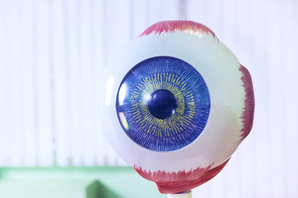 Образец глазного яблока офтальмологии
 - Фото, изображение