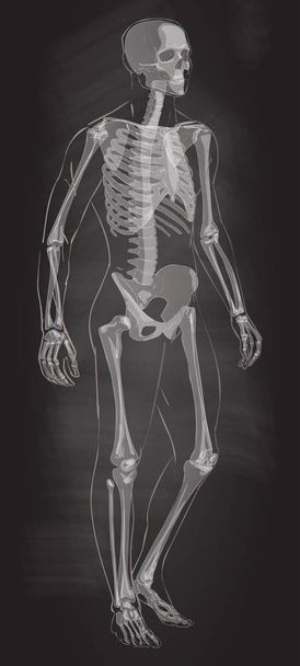 Man skelet anatomie vector . - Vector, afbeelding