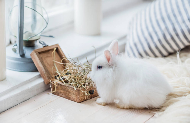Cute little rabbits - Valokuva, kuva