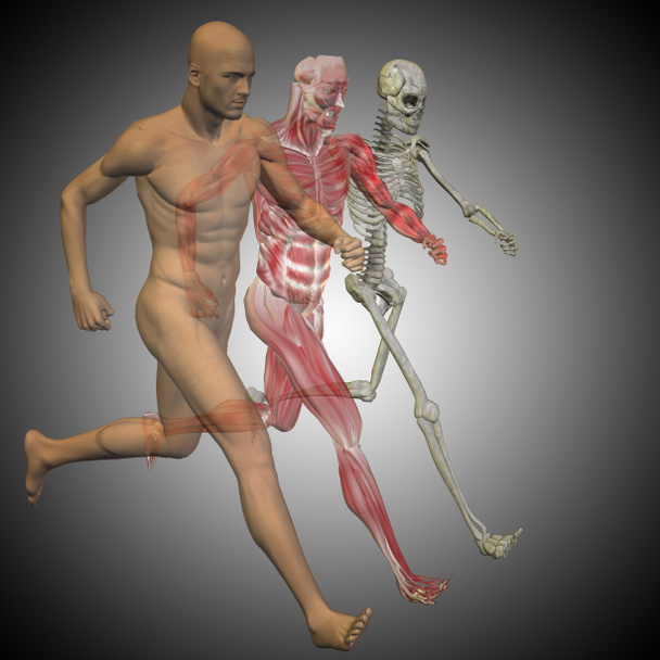model lidské anatomie - Fotografie, Obrázek