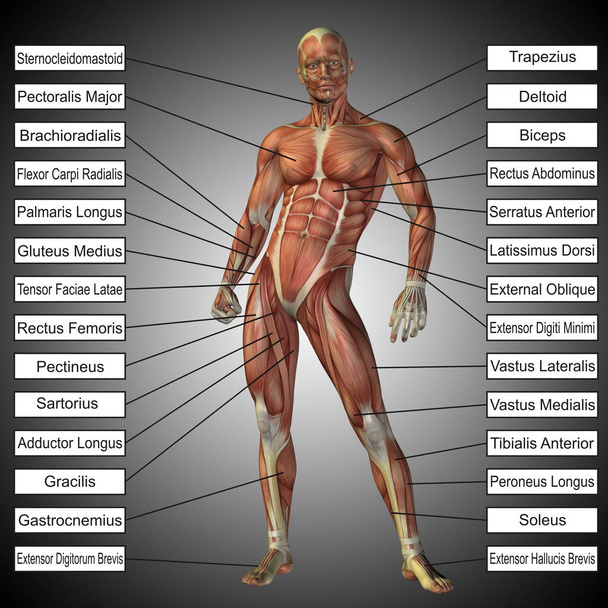 人間の解剖学の概念 - 写真・画像