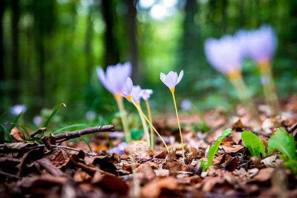 Violet Colchicum autumnale (autumn crocus, meadow saffron, naked lady) with green blurry forest background. Autumn leaves on the ground. - Photo, Image