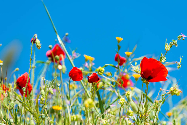 Pipacsok a rét tavasszal - Fotó, kép