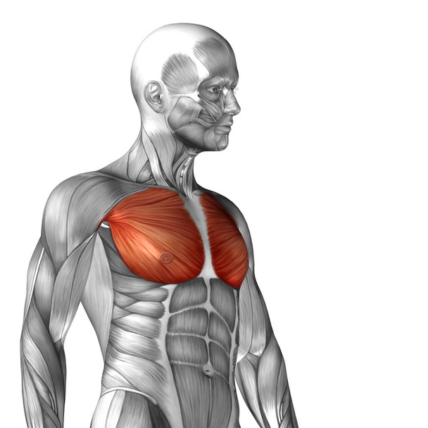 Concept anatomique Illustration 3D
  - Photo, image
