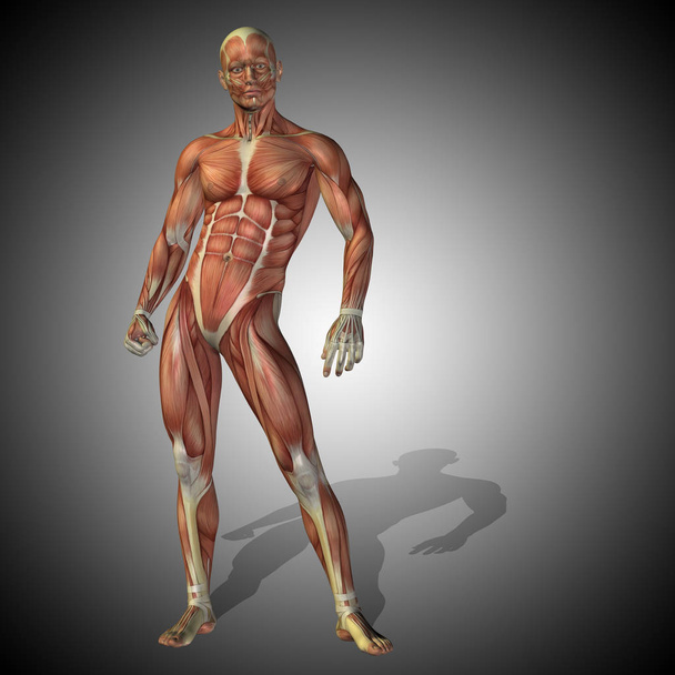 Концепція анатомії людини
 - Фото, зображення