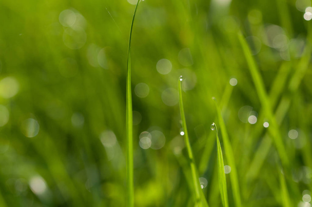 草の上の露の滴 - 写真・画像
