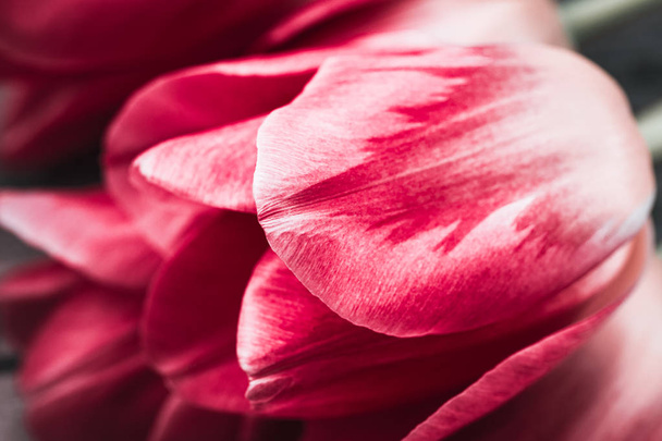 Bukiet kolorowych tulipanów z bliska - Zdjęcie, obraz