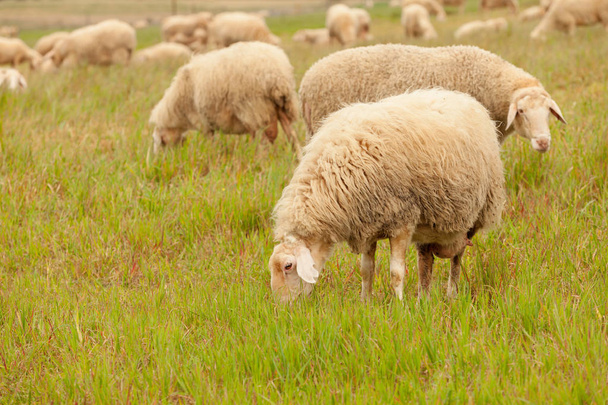 Lampaiden laiduntaminen niityllä
 - Valokuva, kuva