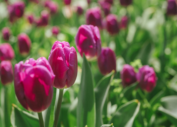Flowerbed of sunlit tulips. - Φωτογραφία, εικόνα