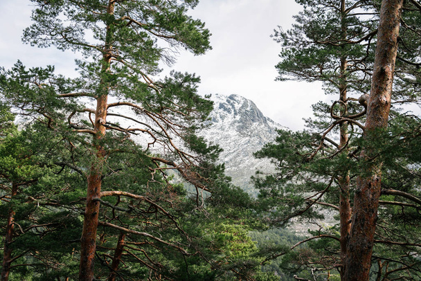 Woodland and snow capped mountain range - Фото, изображение
