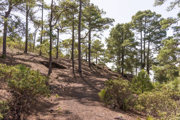 Hiking trail in Tamadaba Natural Park in Gran Canaria - Photo, Image