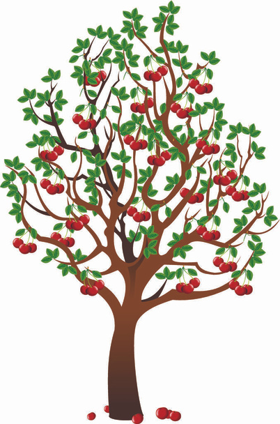 Cherry tree with berries  - Vektör, Görsel