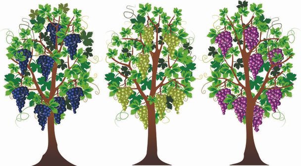 three grape bushes - Vettoriali, immagini