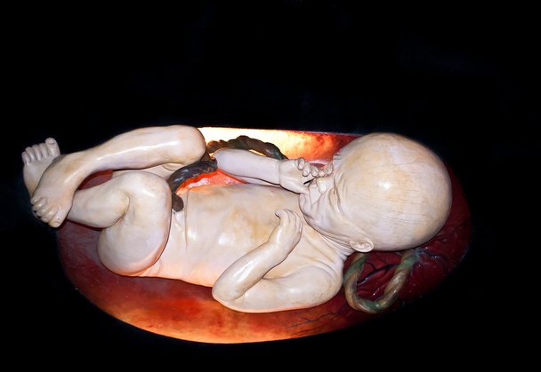 Human fetus - Photo, Image