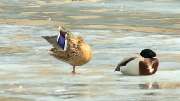 Couple of ducks on the verge of spring - Footage, Video