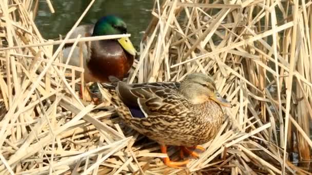 Un par de patos en el nido
 - Metraje, vídeo