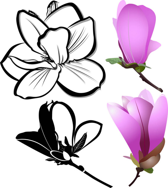 いくつかのマグノリアの花の装飾です。ピンク マグノリアの花が白い背景で隔離。マグノリア。マグノリアの花 - ベクター画像