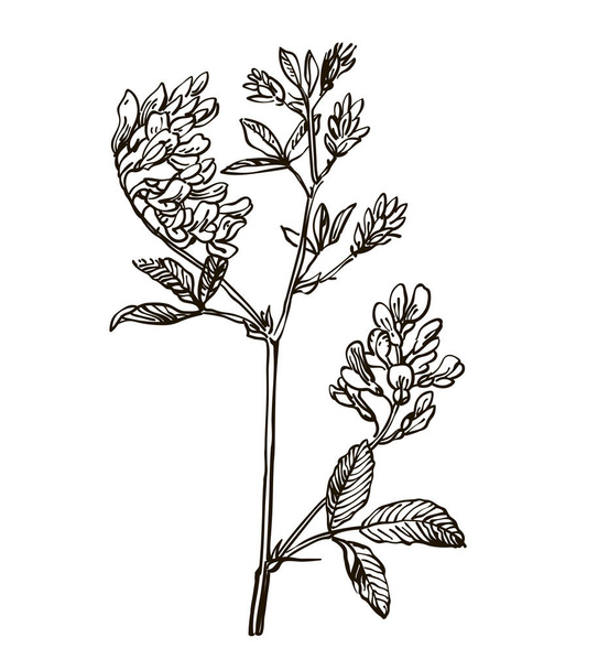 Vector images of medicinal plants. Detailed botanical illustration for your design. Lucerne - Vektor, Bild