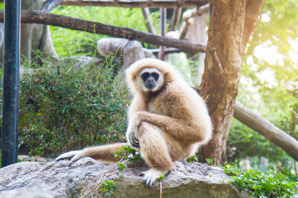 Gibbon az állatkertben - Fotó, kép