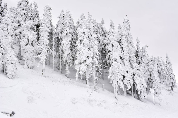 Winter landscape with fir trees forest covered by heavy snow in Postavaru mountain, Poiana Brasov resort, Romania. - Fotoğraf, Görsel