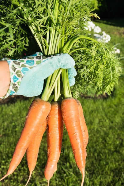Female hand in gloves holds raw carrot with tops. - 写真・画像