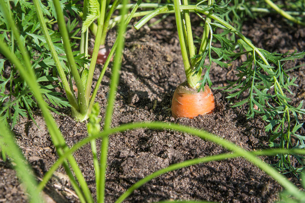 Сира морква з верхівками росте. Сільське господарство. Крупним планом, макро
. - Фото, зображення