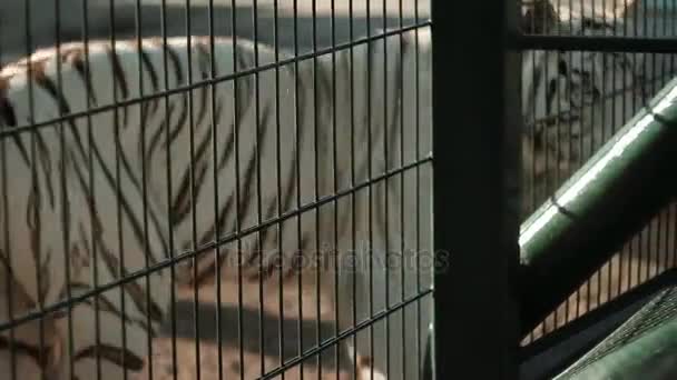 Bengalin valkoinen tiikeri syö kaukalostaan eläintarhan takana.
 - Materiaali, video