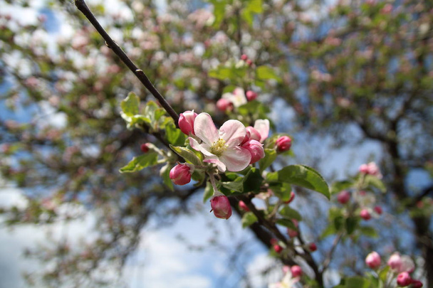 自然の中のリンゴの花 - 写真・画像
