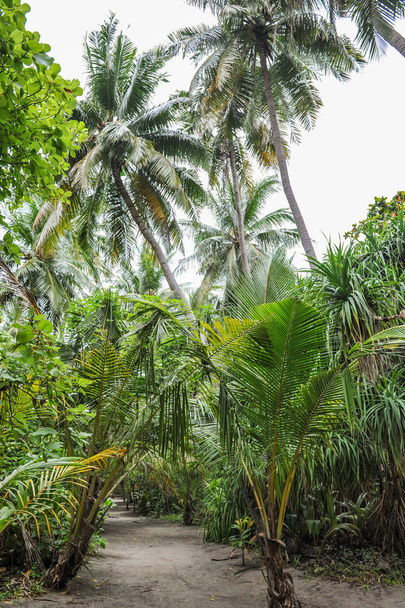 Palm leaves.Tropical Forest on the island in indian ocean.Beautiful landscape of humid tropical jungle .Picture of a tropical forest background  - Фото, изображение
