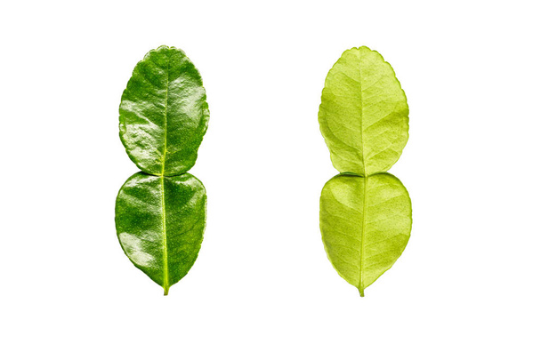 Каффировые листья - Фото, изображение