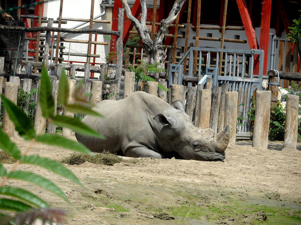 носороги в зоопарку
 - Фото, зображення