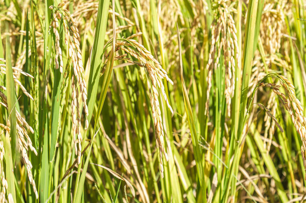 neloupaná rýže pole - Fotografie, Obrázek