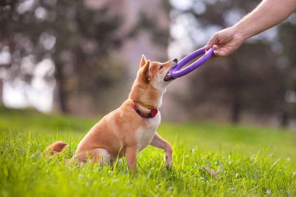 A young shiba inu playing in the park. - Foto, Imagem