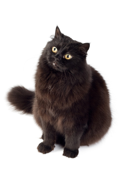Black cat isolated - Fotó, kép