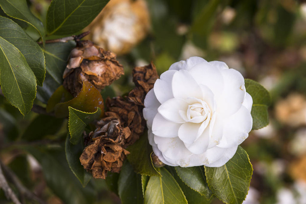 Alba Plena, camellia in the tree - Photo, Image
