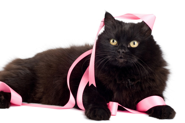 Cat playing with pink ribbon isolated - 写真・画像