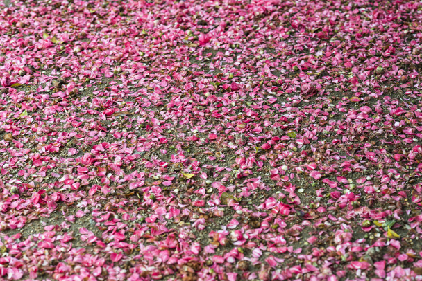 Carpet of camellias - Photo, Image