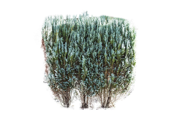 planta verde aislada sobre verde
 - Foto, imagen