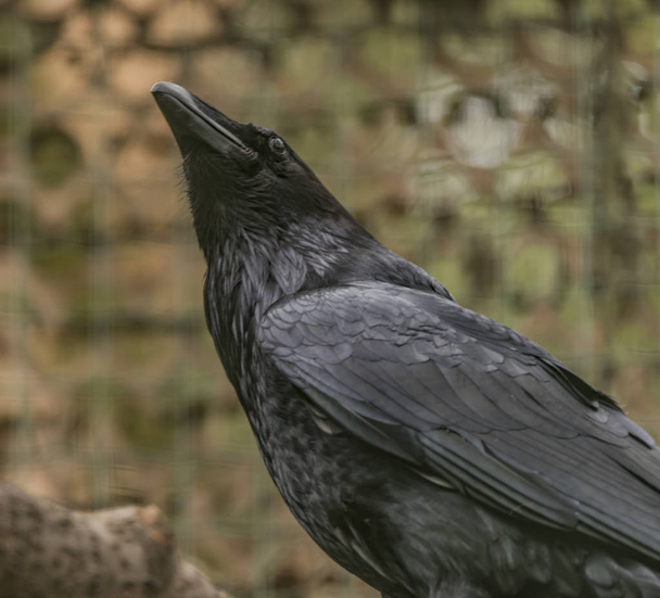 Raven black bird in spring nice day - Photo, Image