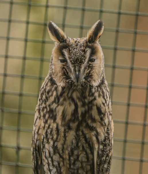 Tawny owl in spring nice day - Photo, Image