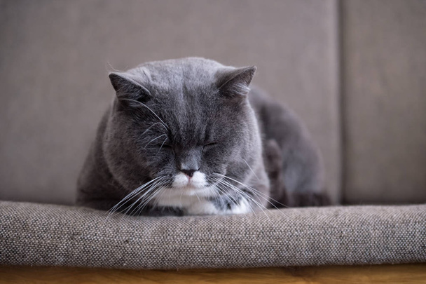 The grey British cat - Photo, image