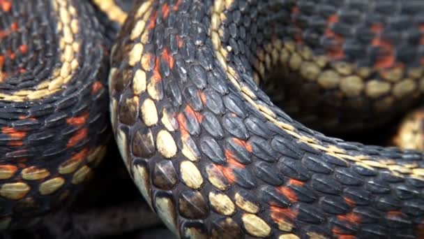Tekercselt harisnyakötő kígyók mérlegek - Felvétel, videó