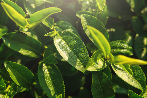 Fresh Green tea leaf, top view - Valokuva, kuva