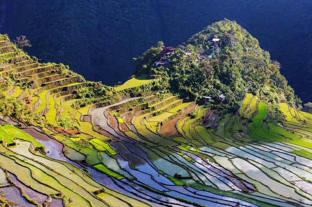Belles terrasses de riz vert
 - Photo, image