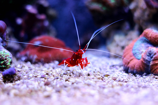 Red Fire Shrimp (Lysmata debelius) - Photo, Image