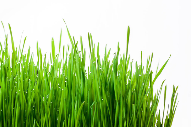 yeşil çim izole - Fotoğraf, Görsel