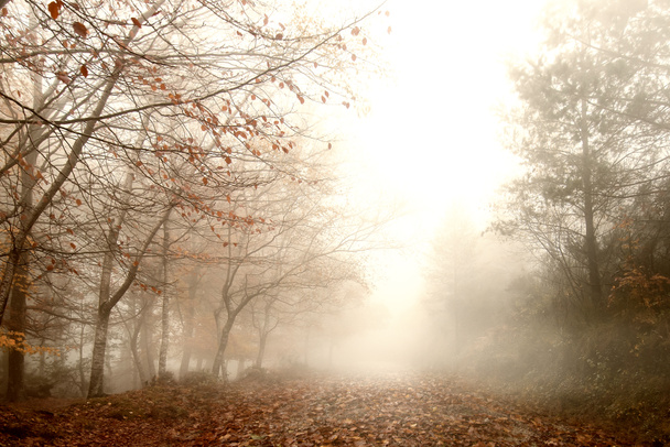 Ködös erdő táj - Fotó, kép