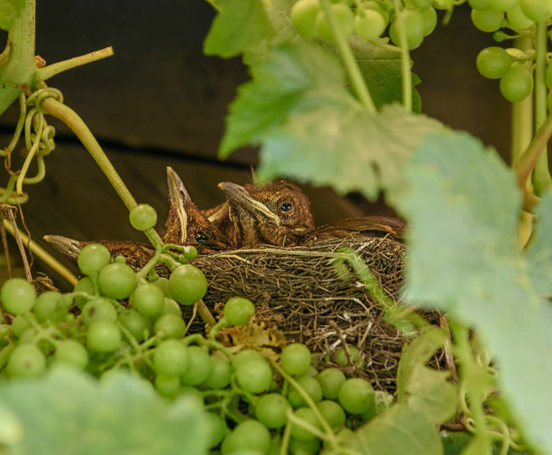 Nestlings sedersi nel nido
 - Foto, immagini